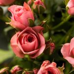 Bunga Mawar (Rosa)