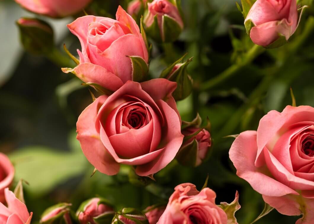 Bunga Mawar (Rosa)