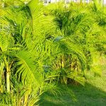 Palem Kuning (Dypsis lutescens)