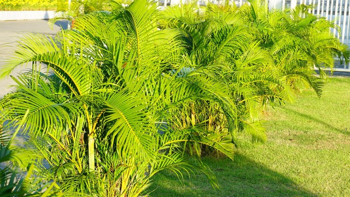 Palem Kuning (Dypsis lutescens)