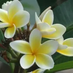 Bunga Kamboja (Plumeria)