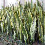 Lidah Mertua (Sansevieria trifasciata)