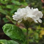Melati (Jasminum sambac)