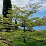 Pohon Ketapang Kencana (Terminalia mantaly)